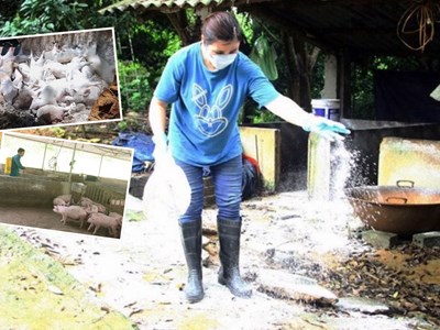 Thái Nguyên xử lý buôn bán lợn bệnh trước nguy cơ dịch tả châu Phi