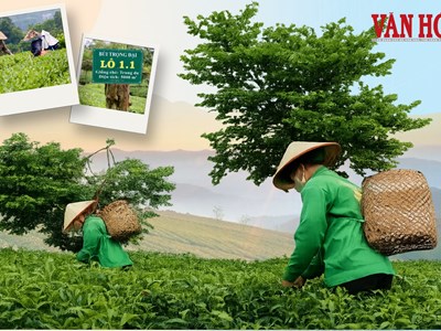 Giữ hồn trà đạo, vươn tầm thương hiệu chè tại Thái Nguyên