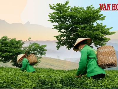 Chè shan tuyết mở lối sinh kế cho người dân rẻo cao vùng biên viễn