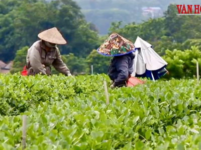 Du lịch cộng đồng mở hướng đi mới cho vùng chè Thái Nguyên