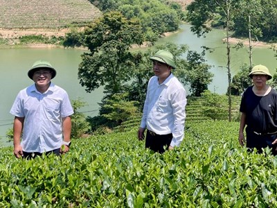 Thái Nguyên tôn vinh văn hóa trà qua hành trình trải nghiệm
