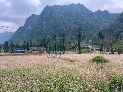 Mùa hoa Tam giác mạch tạo sức hút du lịch ở Cao nguyên đá Tuyên Quang