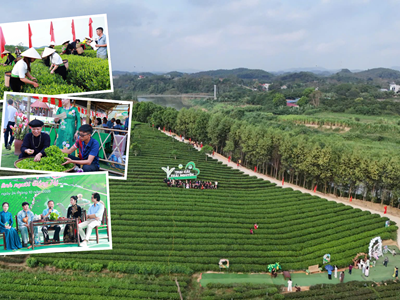 Đánh thức giá trị văn hóa trà Trại Cài từ trải nghiệm di sản