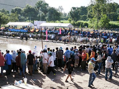 Sắp diễn ra Hội Đua bò Bảy Núi tranh Cúp Truyền hình An Giang lần thứ 30