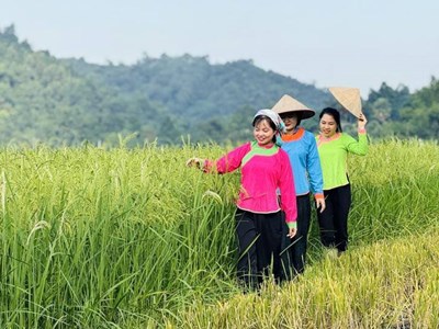 Đưa nghề cốm Hợp Thành trở thành sản phẩm du lịch cộng đồng hấp dẫn