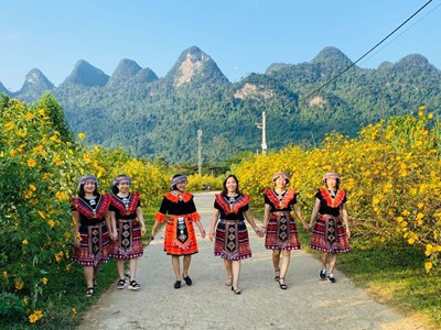 Tháng 11, hẹn nhau lên vùng cao nguyên đá check-in mùa dã quỳ nở rộ