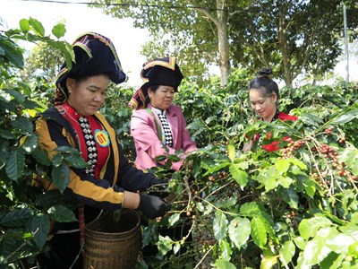 Điện Biên triển khai hỗ trợ sản xuất nông nghiệp các Chương trình mục tiêu quốc gia