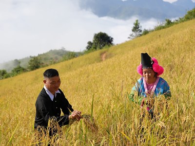 Lễ mừng cơm mới - nét đẹp văn hóa truyền thống dân tộc Mông ở Điện Biên