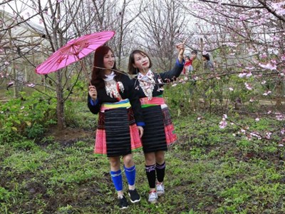 Tết dương lịch lên Mường Phăng ngắm hoa anh đào khoe sắc