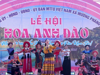 Sắc thắm hoa anh đào Mường Phăng níu chân du khách