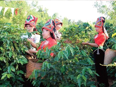 Sơn La đẩy mạnh xây dựng thương hiệu và nâng tầm giá trị cà phê Arabica 
