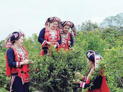 Bảo tồn quần thể chè Shan tuyết cổ thụ gắn với phát triển du lịch