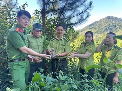 Công an xã Phù Yên phối hợp tái thả cá thể cú mèo quý hiếm về tự nhiên