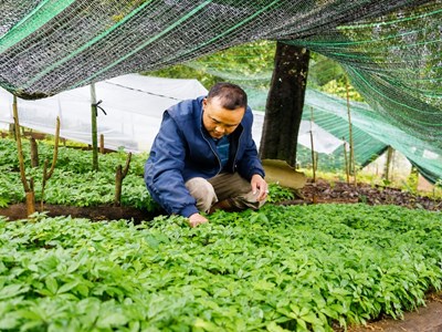 Ngọc Chiến nhân rộng mô hình dược liệu gắn với du lịch cộng đồng