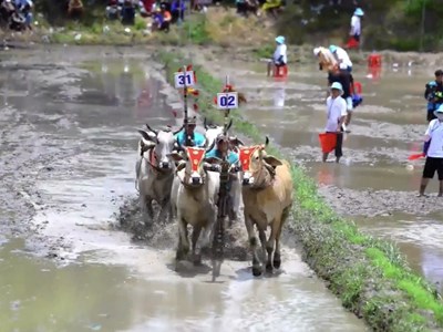 Về Bảy Núi xem đua bò, khám phá sắc màu văn hóa Khmer