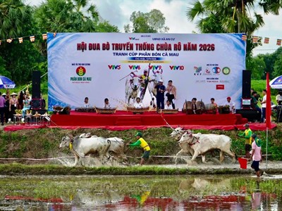 An Giang: Màn so tài kịch tính tại Hội đua bò truyền thống chùa Rô