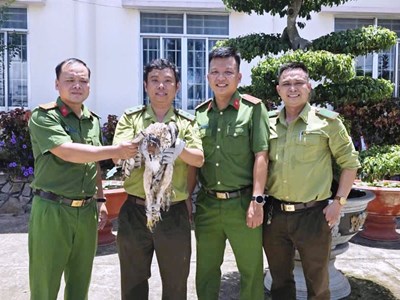 Người dân An Giang tự nguyện giao nộp chim diều hoa Miến Điện và cầy hương