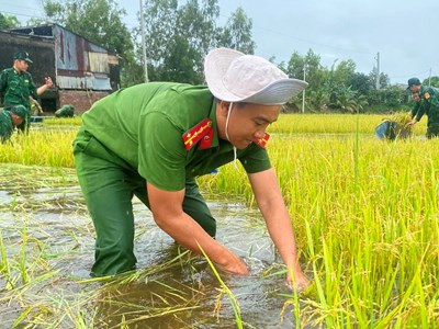 Vĩnh Điều huy động lực lượng hỗ trợ người dân thu hoạch lúa bị ngập sâu
