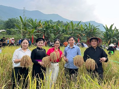 Về Bắc Mê khám phá nét đẹp lao động qua hội thi cắt lúa nếp, giã bánh giầy