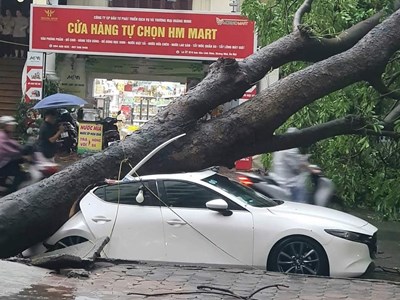 Mưa to gió lớn làm nhiều cây đổ, 1 người tử vong