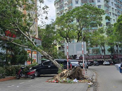 Có thể cứu khoảng 3.000 cây xanh bị gãy, đổ sau bão 