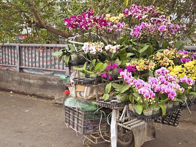 Tết rộn ràng trên phố phường Thủ đô