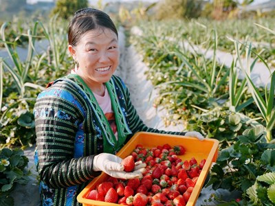 Đưa đặc sản dâu tây Sơn La lên các chuyến bay