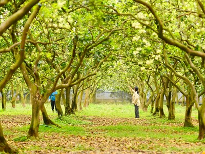 Tháng 3 về làng bưởi Diễn xem thụ phấn cho hoa 