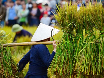 Lên Bắc Sơn xem người Tày gặt lúa, giã gạo bằng công cụ thô sơ