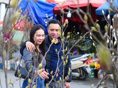 Người Hà Nội “chơi Tết sớm” với hoa mộc lan 