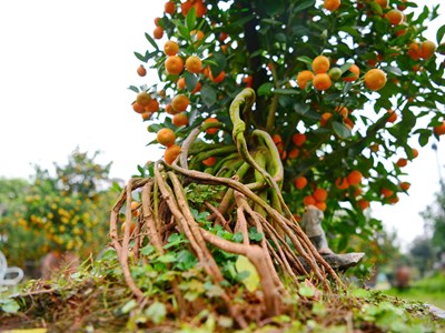 Ngắm quất “nhà giàu” chuẩn bị xuống phố