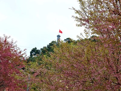 Ngắm hoa anh đào nơi địa đầu Tổ quốc