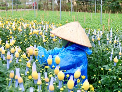 Tết đã “khẽ” về trên những sắc hoa