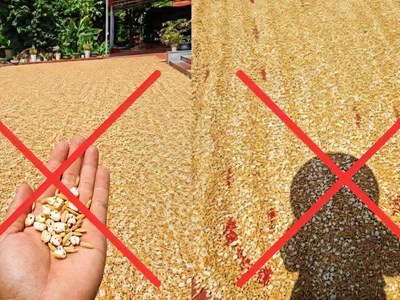 Đăng ảnh thóc phơi ngoài trời nắng nóng “nổ thành bỏng”, bị xử phạt 7,5 triệu đồng
