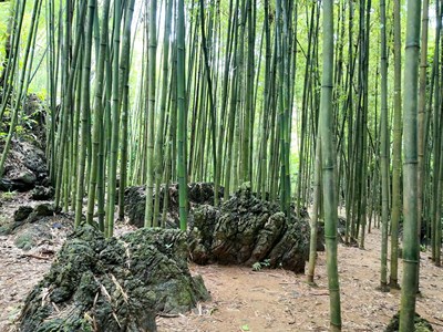 Lạc lối ở Cốc Tình đẹp như trong phim kiếm hiệp