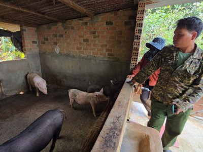 Gia Lai: Lợn cấp cho hộ nghèo, cận nghèo bị chết bất thường