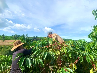Gia Lai: Rộn ràng vào mùa thu hoạch cà phê 