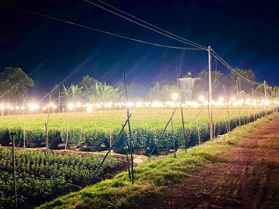 Gia Lai: Nông dân chong đèn trồng hoa đợi Tết