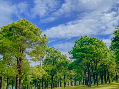 Gia Lai: Quy hoạch đồi thông thành khu du lịch văn hóa - sinh thái