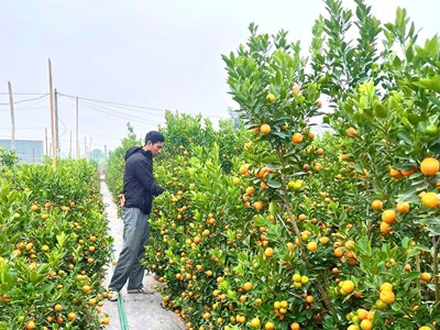  Nhà vườn ở Gia Lai tất bật chuẩn bị vụ hoa Tết