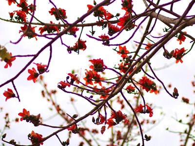 Tháng 3, rực rỡ mùa hoa Pơ Lang