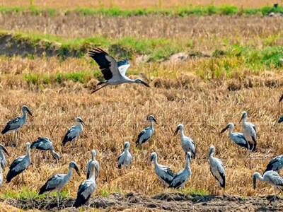 Bảo vệ đàn cò nhạn quý hiếm xuất hiện tại Gia Lai