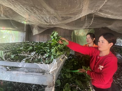 Huyện Đam Rông (Lâm Đồng): Đồng bào thoát nghèo nhờ cây dâu tằm
