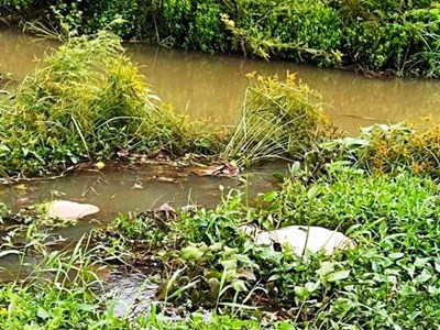 Gia Lai: Tăng cường công tác phòng chống dịch sau khi phát hiện xác heo chết 