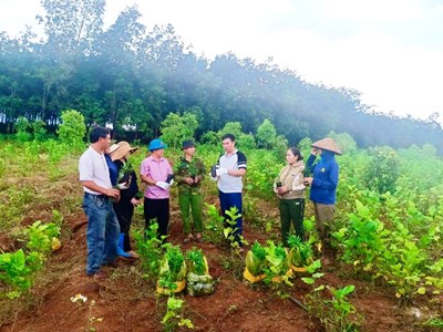 Gia Lai: Phát triển cây đàn hương tại vùng biên Ia Dom