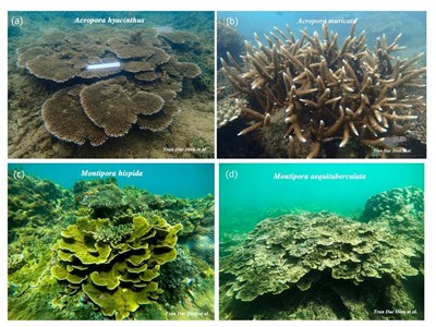 Tăng cường bảo vệ rạn san hô vịnh Nha Trang