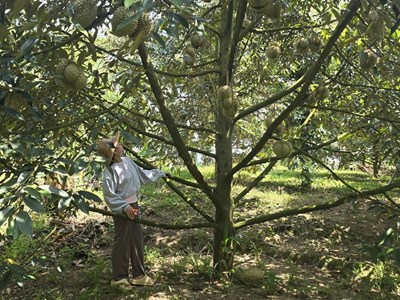 Chuyện thoát nghèo của đồng bào vùng cao Khánh Sơn