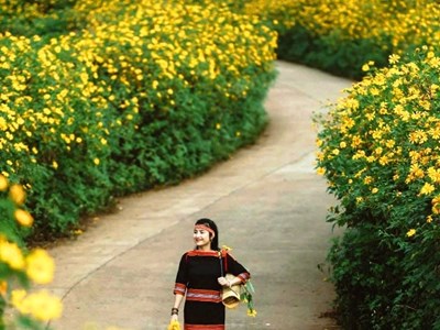 Giữa đại ngàn, Dã quỳ Chư Đang Ya nở rộ gọi mùa về