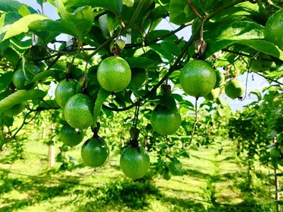 Gia Lai: Định hướng phát triển bền vững cho ngành hàng chanh leo