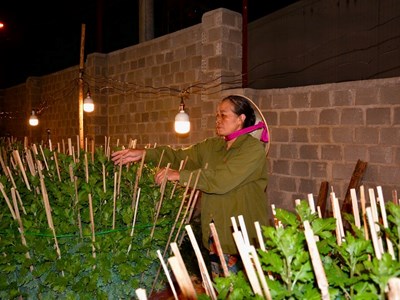 Gia Lai: Chong đèn thắp sáng vườn hoa cúc, giữ hẹn mùa Xuân